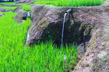 rice growing in field の写真素材