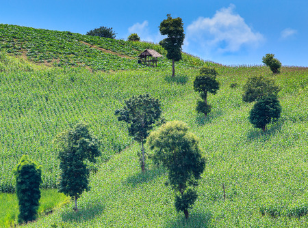 Landscape of the lined Green terraced  corn field on the mountainの写真素材