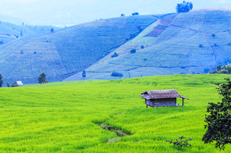 Landscape of the lined Green terraced rice field on the mountain の写真素材