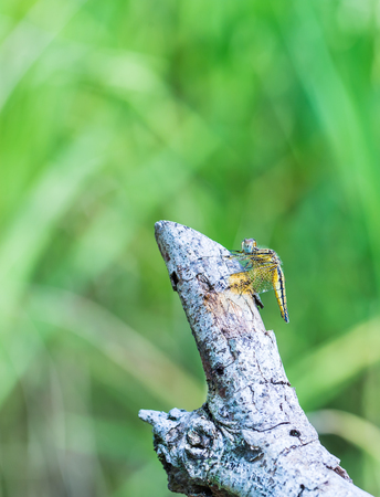 Beautiful dragonfly on a stump 