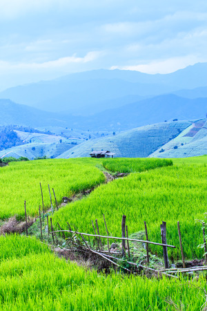 Landscape of the lined Green terraced rice field on the mountain in Chiangmai Province, Thailandの写真素材