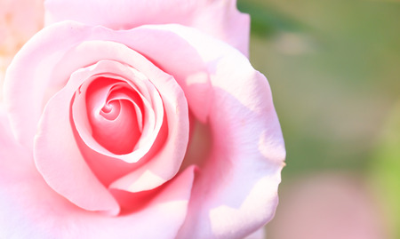 Softness pink rose の写真素材