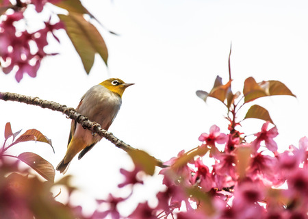 white-eye bird on twig of pink cherry blossom  sakura の写真素材