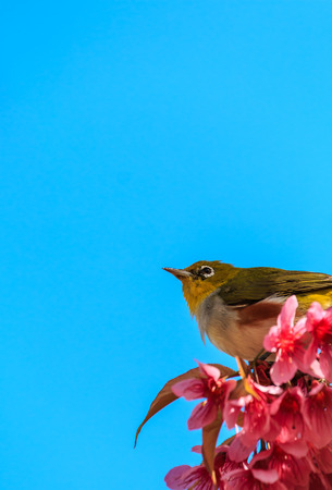 white-eye bird on twig of pink cherry blossom  sakura の写真素材