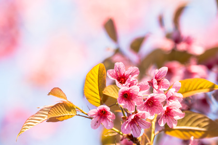 Beautiful flowering Japanese cherry - Sakura