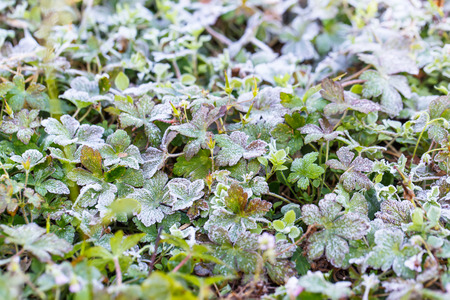 close up of a frost leaves in winter, frost crystals in the early morning の写真素材