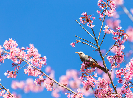 White-headed Bulbul bird  Hypsipetes thompsoni  on twig of sakura background blue skyの写真素材