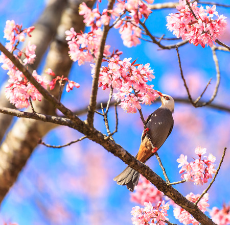 White-headed Bulbul bird  Hypsipetes thompsoni  on twig of sakura background blue skyの写真素材