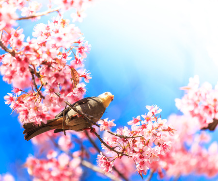 White-headed Bulbul bird  Hypsipetes thompsoni  on twig of sakura background blue skyの写真素材
