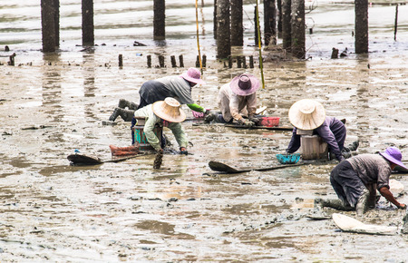 cockle farmer sitting on the board while collect cockles from the sea in Phetchaburi province ,Thailand のeditorial素材