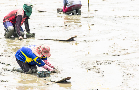  cockle farmer sitting on the board while collect cockles from the sea in Phetchaburi province ,Thailand のeditorial素材