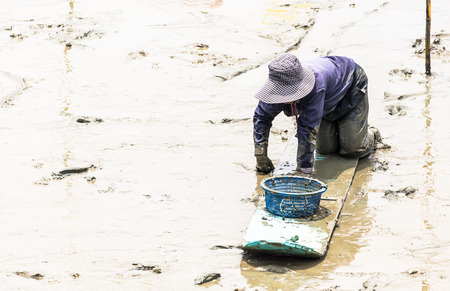 A cockle farmer sitting on the board while collect cockles from the sea in Phetchaburi province ,Thailand の写真素材