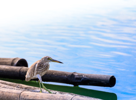 Javan Pond-Heron Ardeola speciosa  Asia Thailand の写真素材