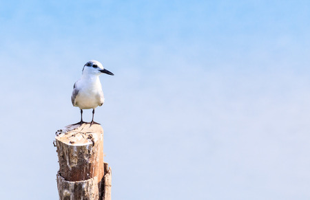 beautiful Brown-Headed Gull  standing on the log