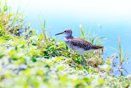 wood sandpiper  Tringa glareola  birdの写真素材