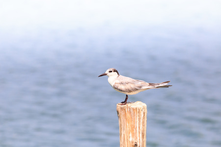 beautiful Brown-Headed Gull  standing on the log