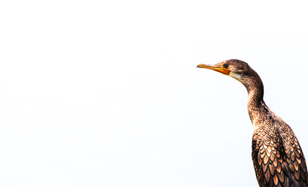 Black bird, Little Cormorant  Phalacrocorax niger , standing on the log の写真素材