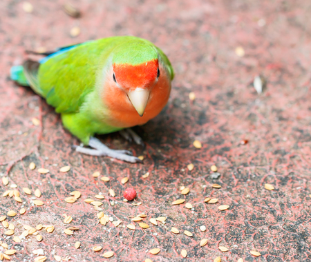 Beautiful bird, Lovebird