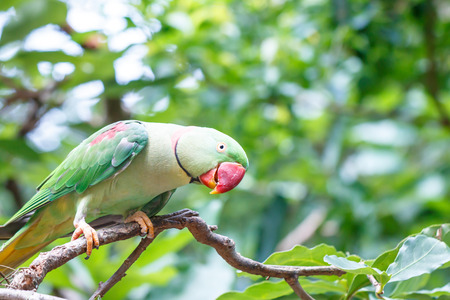 Rose-ringed Parakeet の写真素材