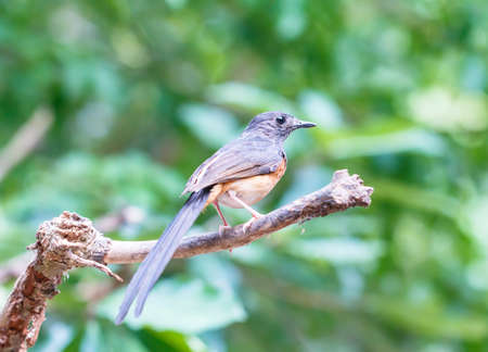 cute bird perching on a treeの写真素材