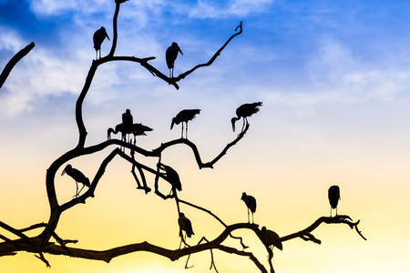 Silhouette of many asian open billed stork birds on a treetop with Colorful backgroundの写真素材