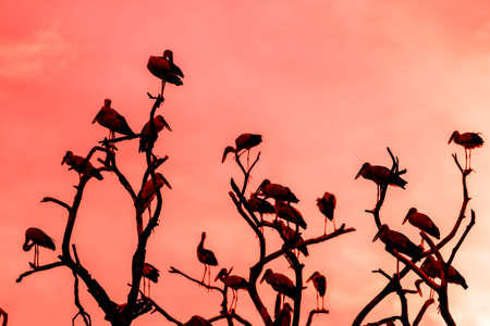 Silhouette of many asian open billed stork birds on a treetop with Colorful backgroundの写真素材