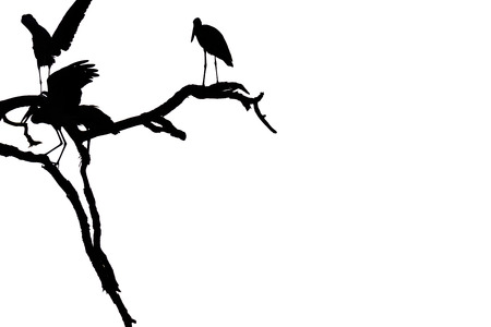 Silhouette of many asian open billed stork birds on a treetop with Colorful backgroundの写真素材