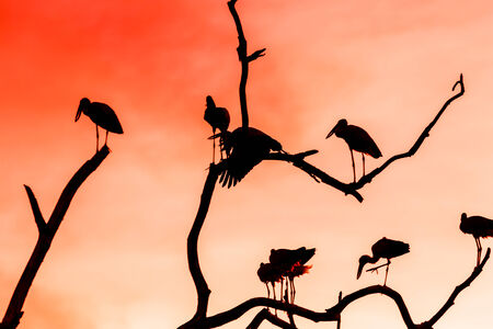 Silhouette of many asian open billed stork birds on a treetop with Colorful backgroundの写真素材
