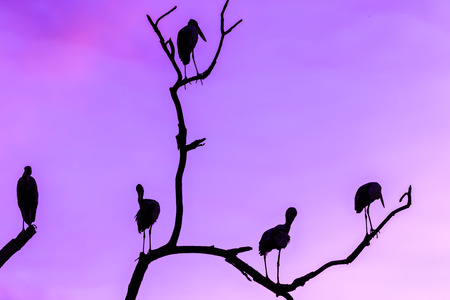 Silhouette of many asian open billed stork birds on a treetop with Colorful backgroundの写真素材