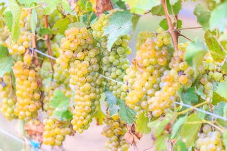 Bunches of Green wine grapes hanging  on vine