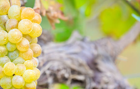 Bunches of Green wine grapes hanging  on vineの写真素材