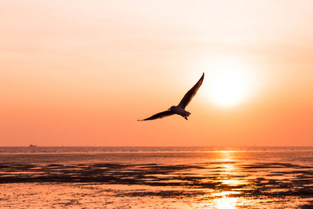 Beautiful sunset over the sea with seagull on foreground silhouettesの写真素材