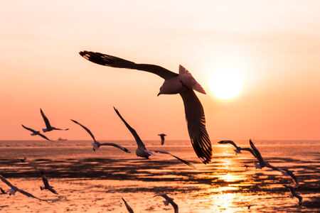 Beautiful sunset over the sea with seagull on foreground silhouettesの写真素材