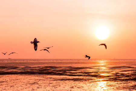 Beautiful sunset over the sea with seagull on foreground silhouettesの写真素材