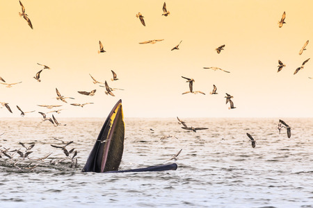 Bryde\'s whale, Eden\'s whale eating fish in the Gulf of Thailand. While many seagulls flying around.の写真素材