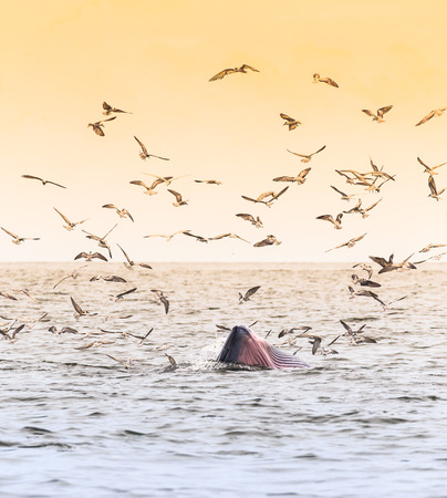 Bryde\'s whale, Eden\'s whale eating fish in the Gulf of Thailand. While many seagulls flying around.の写真素材