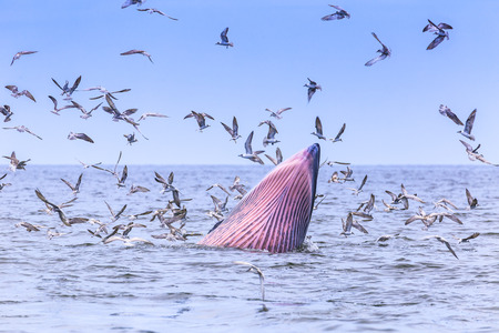 Bryde\'s whale, Eden\'s whale eating fish in the Gulf of Thailand. While many seagulls flying around.の写真素材
