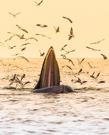 Bryde\'s whale, Eden\'s whale eating fish in the Gulf of Thailand. While many seagulls flying around.の写真素材