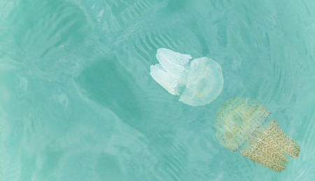 colorful jellyfish cups floating at The Port of Khao Laem Ya - Mu Ko Samet. Tupelo. Mueang Rayong.,Thailandの写真素材