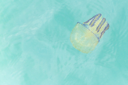 colorful jellyfish cups floating at The Port of Khao Laem Ya - Mu Ko Samet. Tupelo. Mueang Rayong.,Thailandの写真素材