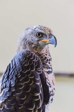 Eagle Crowned (Stepphanoaetus Coronatus), close up of head and wingsの写真素材