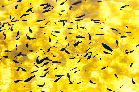 silhouettes of fish in pondの写真素材