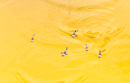 fish in pondの写真素材