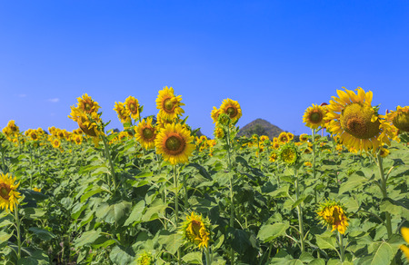 Beautiful sunflowers in the field over blue sky and bright sun lightsの写真素材