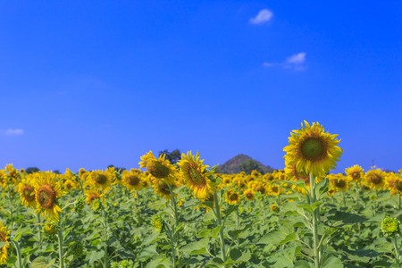 Beautiful sunflowers in the field over blue sky and bright sun lightsの写真素材
