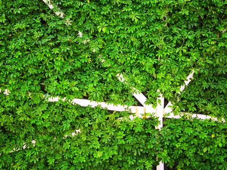 green wall