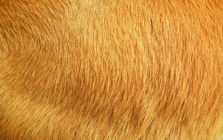 Wool background