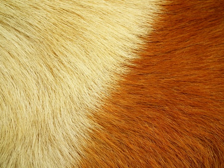Wool backgroundの写真素材