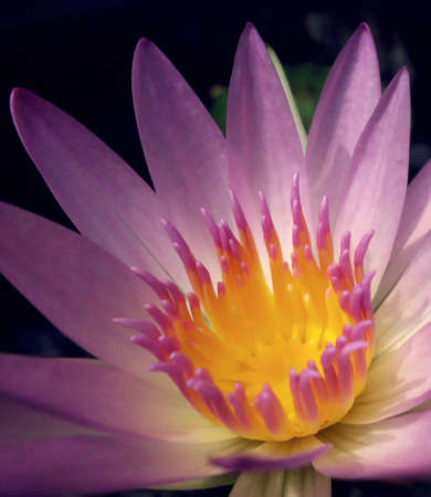Violet lotus flowerの写真素材