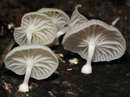 Group of mushroomsの写真素材